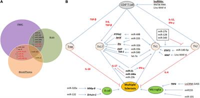 Non-coding RNAs in the Pathogenesis of Multiple Sclerosis